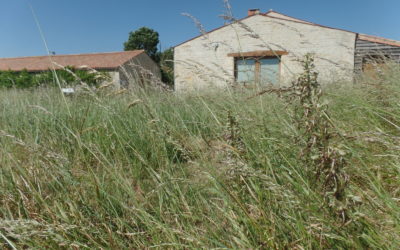 Comptage ornithologique à la Vacherie, gravelot et Orchis bouc – 28/05/2020