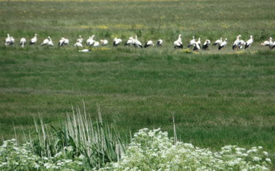 Comptage ornithologique à la Vacherie – 20/05/2020