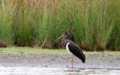 Comptage ornithologique à la vacherie – 28/07/2020