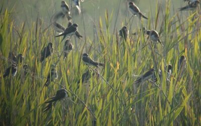 Comptage ornithologique à la Vacherie – 18/08/2020