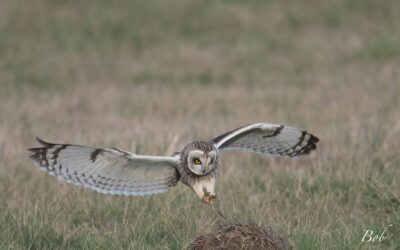 Comptage ornithologique à la Vacherie – 28/09/2020