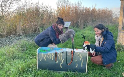 Comptage ornithologique à la Vacherie – 13 et 23/11/2020