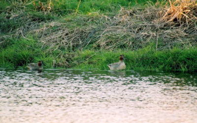 Comptage ornithologique à la Vacherie – 04/11/2020