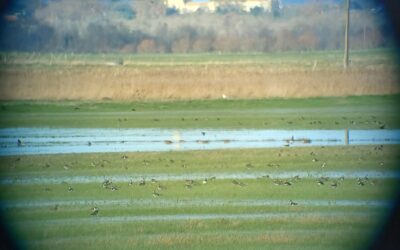 Les Hivernants s’installent…