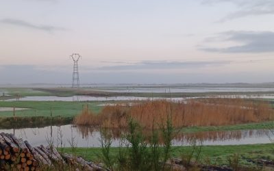 RNR Marais de la Vacherie: Faucon pélerin