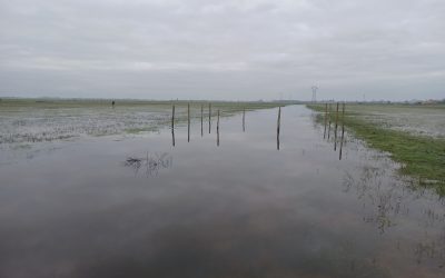 Des nouvelles de la Réserve : Inondations et Comptage du 5 mars 2024