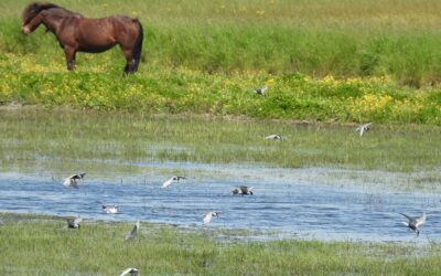le spectacle des migrateurs et les ambiances de la saison de reproduction des oiseaux à la RNR Marais de la Vacherie