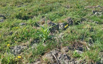 Une saison de reproduction des oiseaux d’eau qui se termine… ou presque