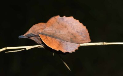 Soirée « papillons de nuit » à la Réserve Naturelle Régionale Marais de la Vacherie – 10 Juillet 2024