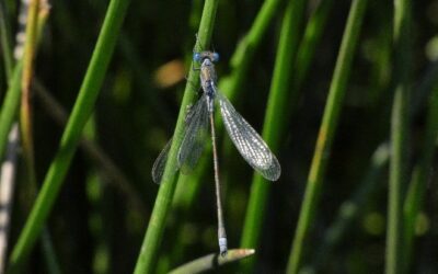 Redécouverte d’une espèce de Libellule (demoiselle) sur la Réserve Naturelle Régionale Marais de la Vacherie !