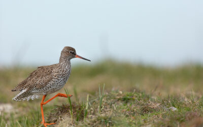 Comptage ornithologique du 26 mars