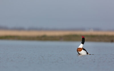 Comptage ornithologique du 2 avril