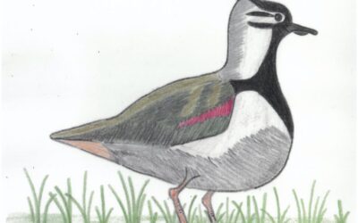Dessins ornitho