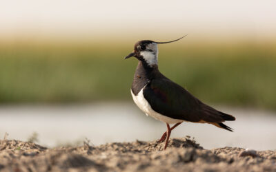 Les oiseaux visibles actuellement dans la réserve