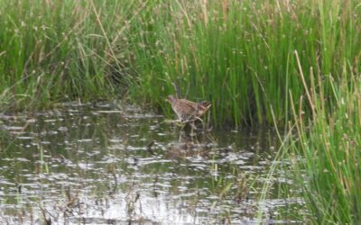 Des marouettes sur la Réserve Naturelle Régionale des Marais de la Vacherie ?