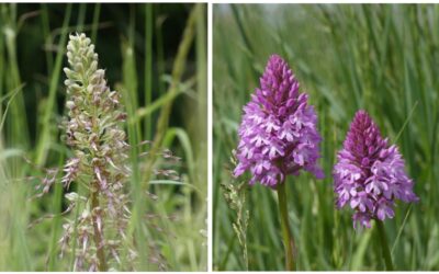 Ces orchidées sauvages qui peuplent la Réserve Naturelle Régionale des Marais de la Vacherie