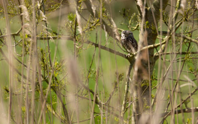 La Chevêche d’Athéna et le Faucon crécerelle stars sur le site d’accueil de la Réserve Naturelle Régionale Marais de la Vacherie!