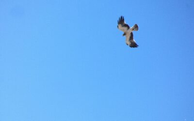 La saison des aigles bottés commence !